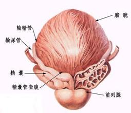 治疗前列腺炎昌吉哪家医院好