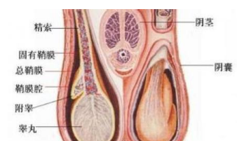 膀胱炎有什么症状