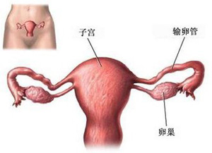 导致子宫性不孕的原因有哪些