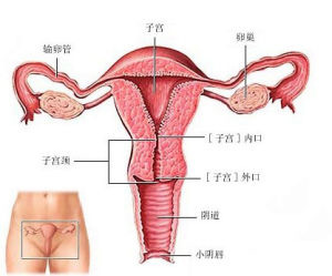 女性在日常生活中应该如何预防滴虫性阴道炎