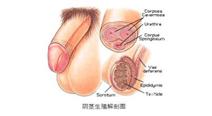 阴茎短小是怎么回事