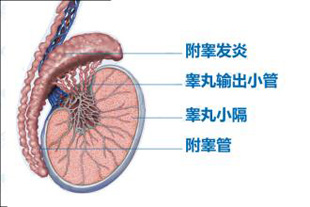 昌吉睾丸炎要做哪些检查